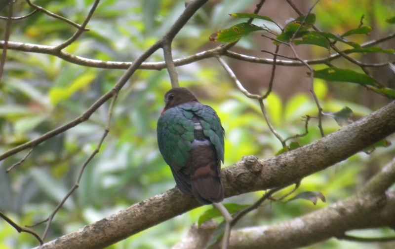 DSCN3827 Emerald Dove.jpg