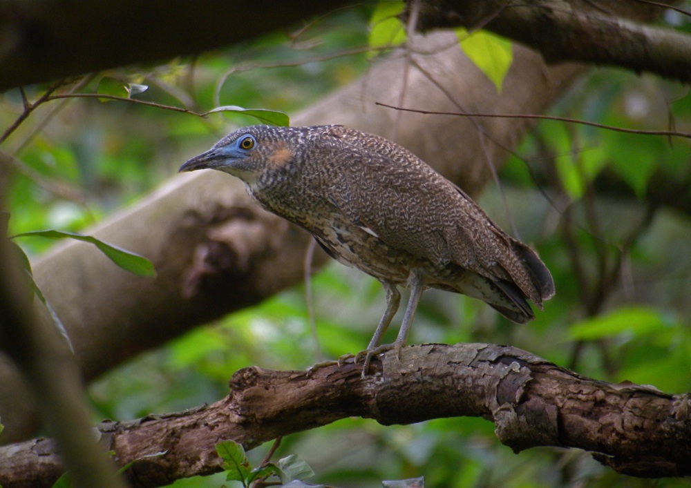 DSCN3852 Malayan Night Heron.jpg