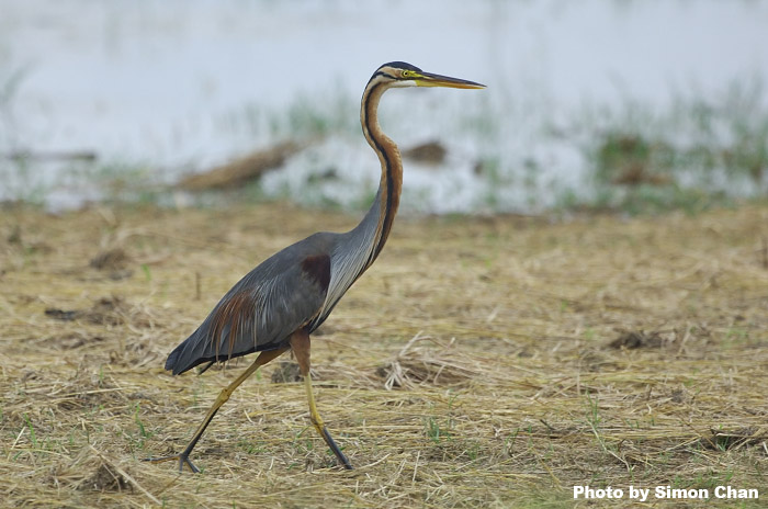 Purple Heron_1.jpg