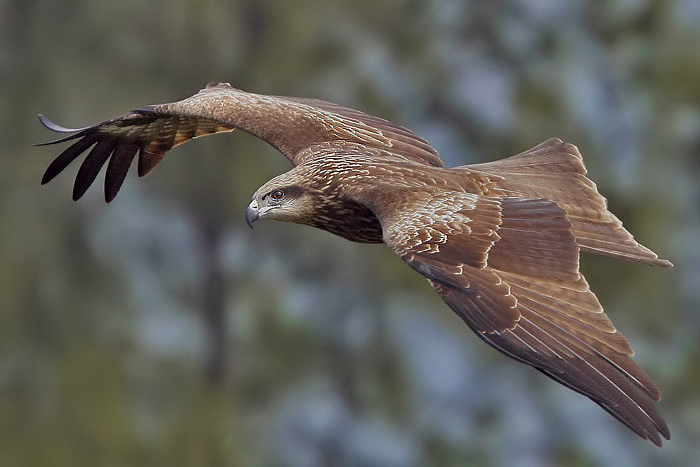 kite_close_up_1_845_107.jpg