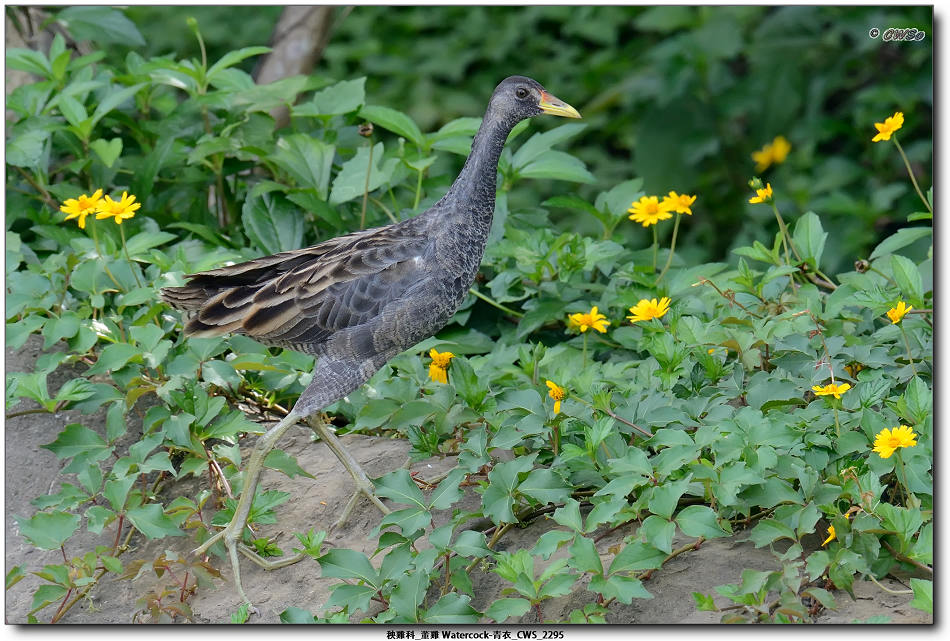 秧雞科_董雞 Watercock-青衣_CWS_2295.jpg