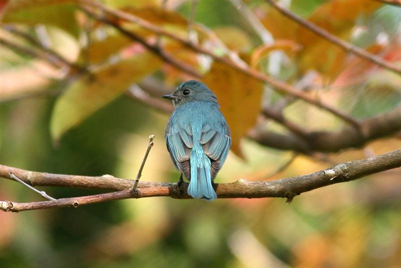 Verditor Flycatcher-TY-Tony-2 (Medium).jpg