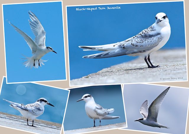 Black-Naped Tern Juvenile (1).jpg