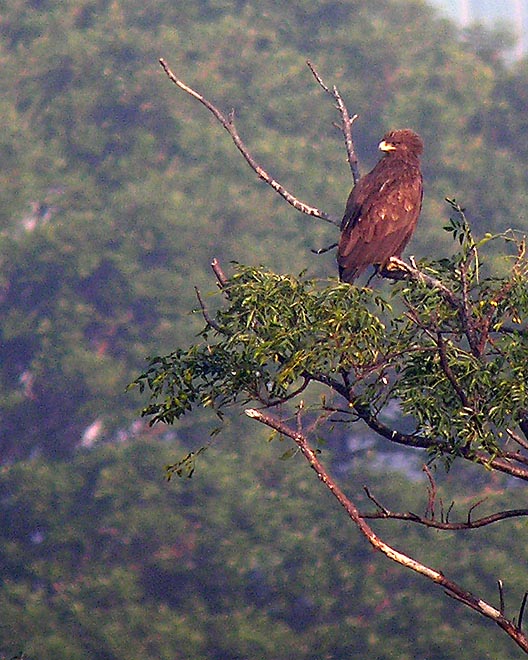 unknown raptor DSCN9185.jpg