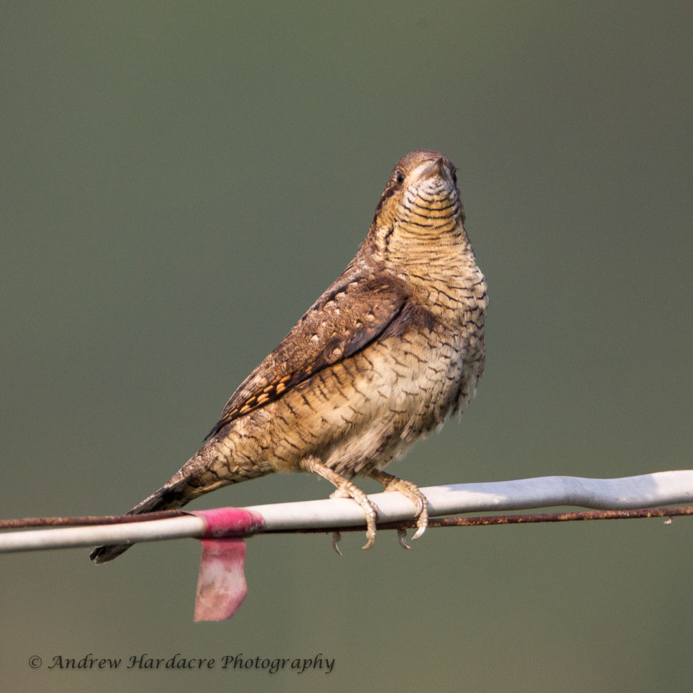 Wryneck throat shot.jpg