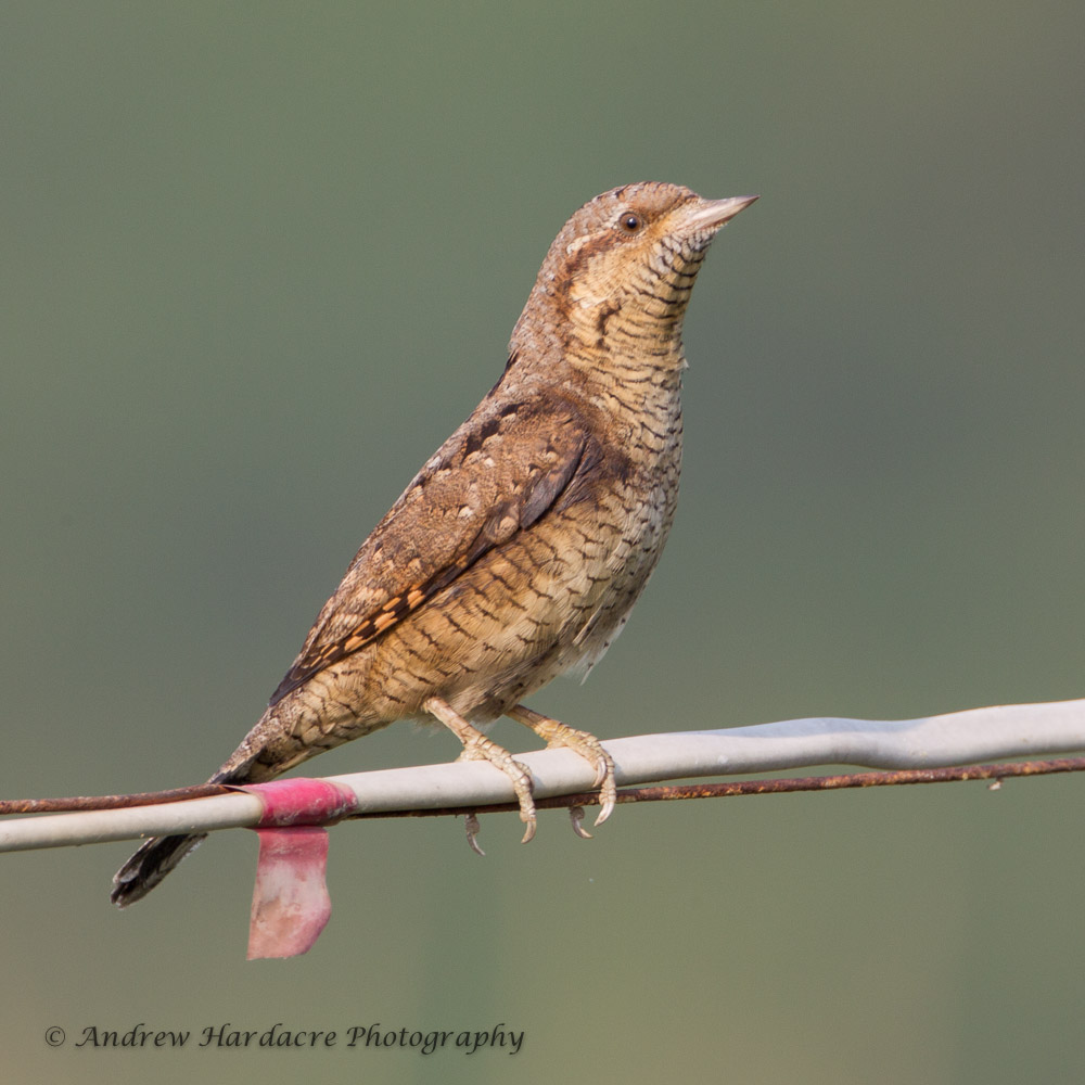 Wryneck3.jpg