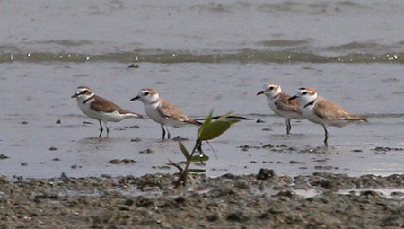 Kentish and White-faced Plovers_Tanjung Tokong_090208_IMG_9038.jpg