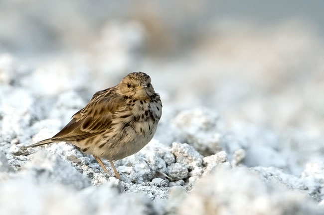 Pipit.jpg