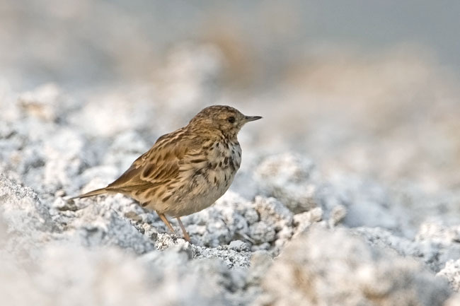 Pipit-2.jpg