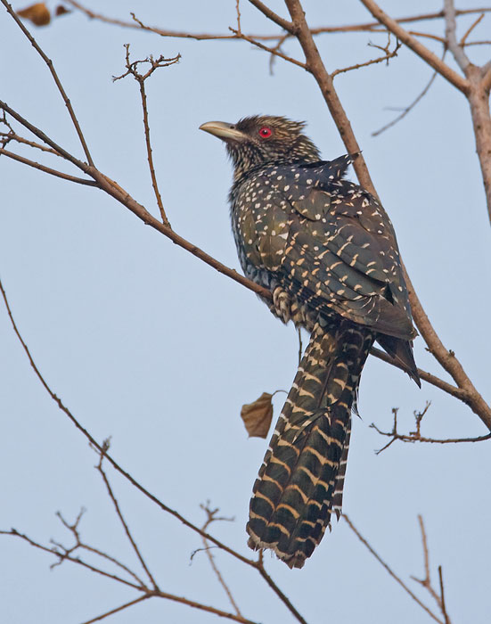 Female-koel.jpg