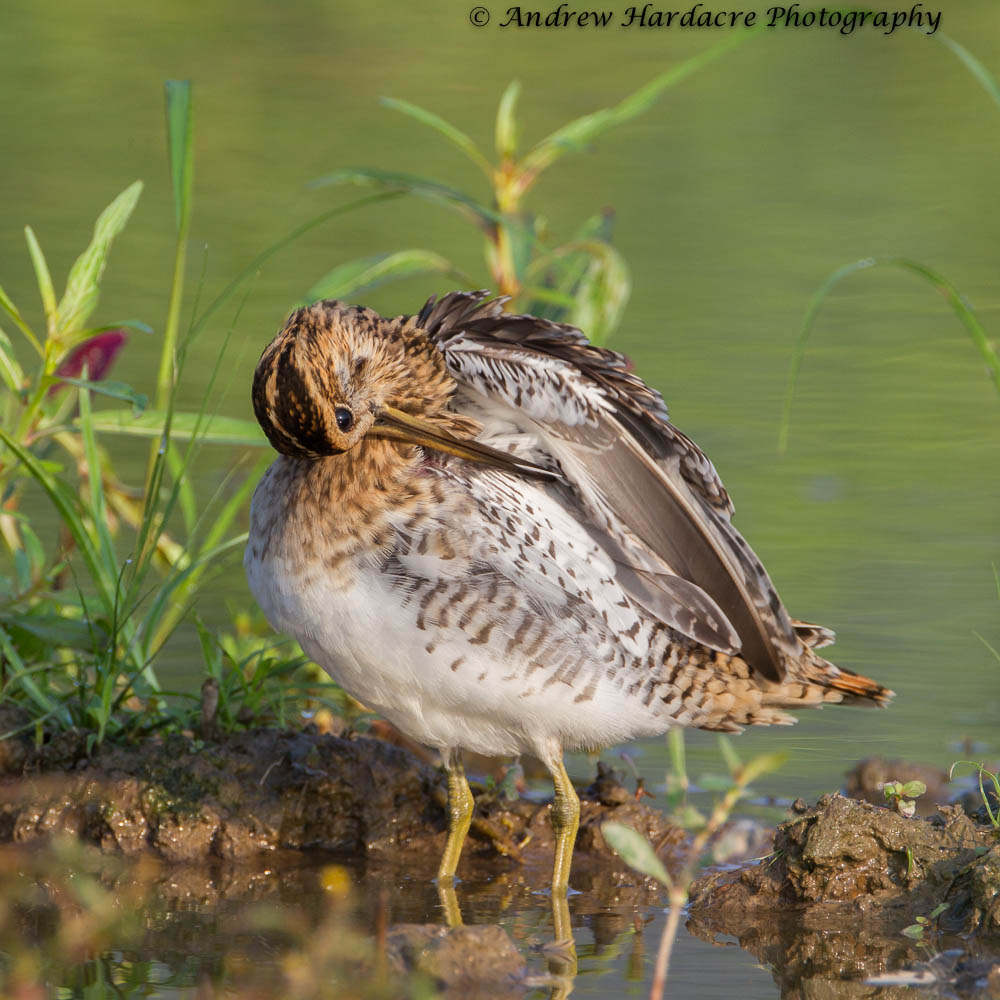 Snipe preening under wing.jpg