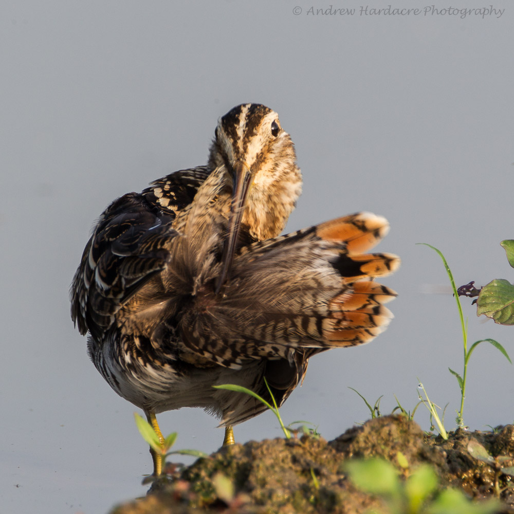 Snipe tail preen.jpg