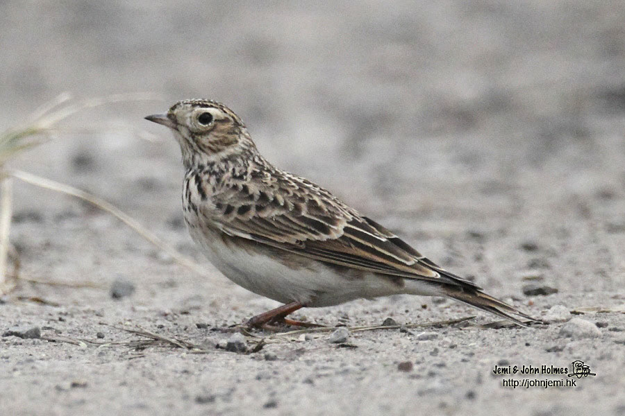 Eurasian_Skylark_jjh01.jpg