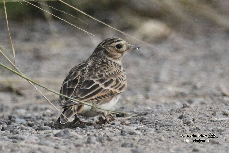 Eurasian_Skylark_jjh03.jpg