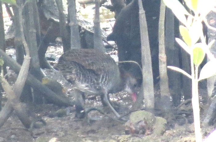 IMG_0128 Slaty-breastd Rail DB.jpg