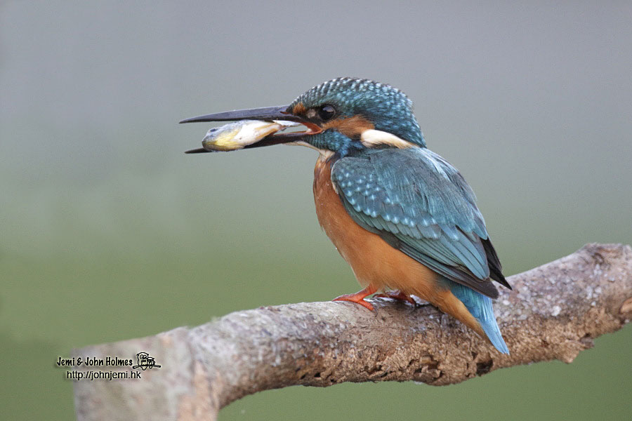 131024_Kingfisher_jjh01-01.jpg