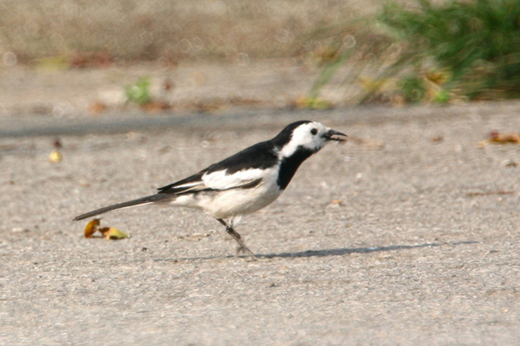 white wagtail.jpg