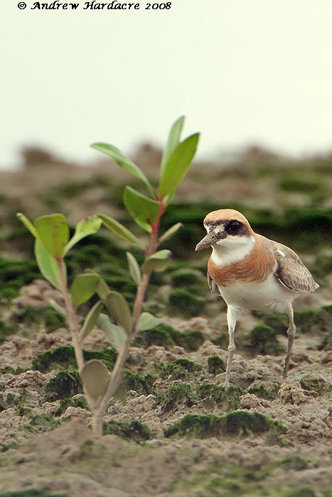 Greater-sandplover.jpg