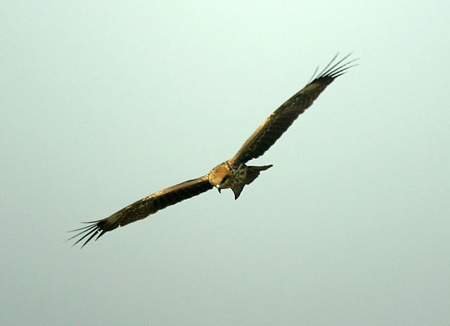 unsure.eastern marsh harrier.digiscopedDSCN9956.jpg