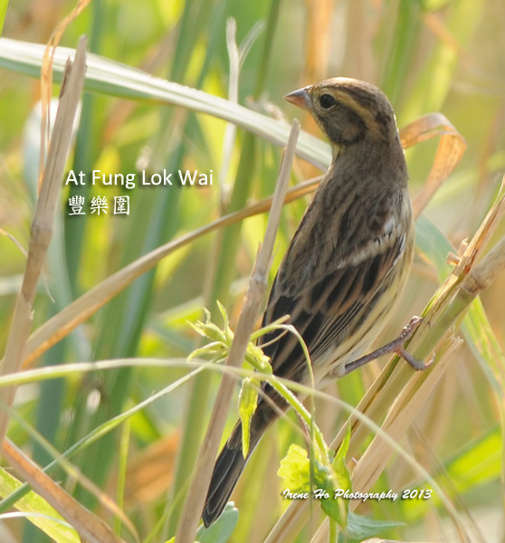 Yellow-breasted Bunting .jpg