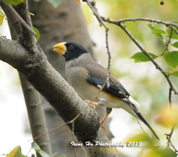 Yellow-billed Grosbeak.jpg