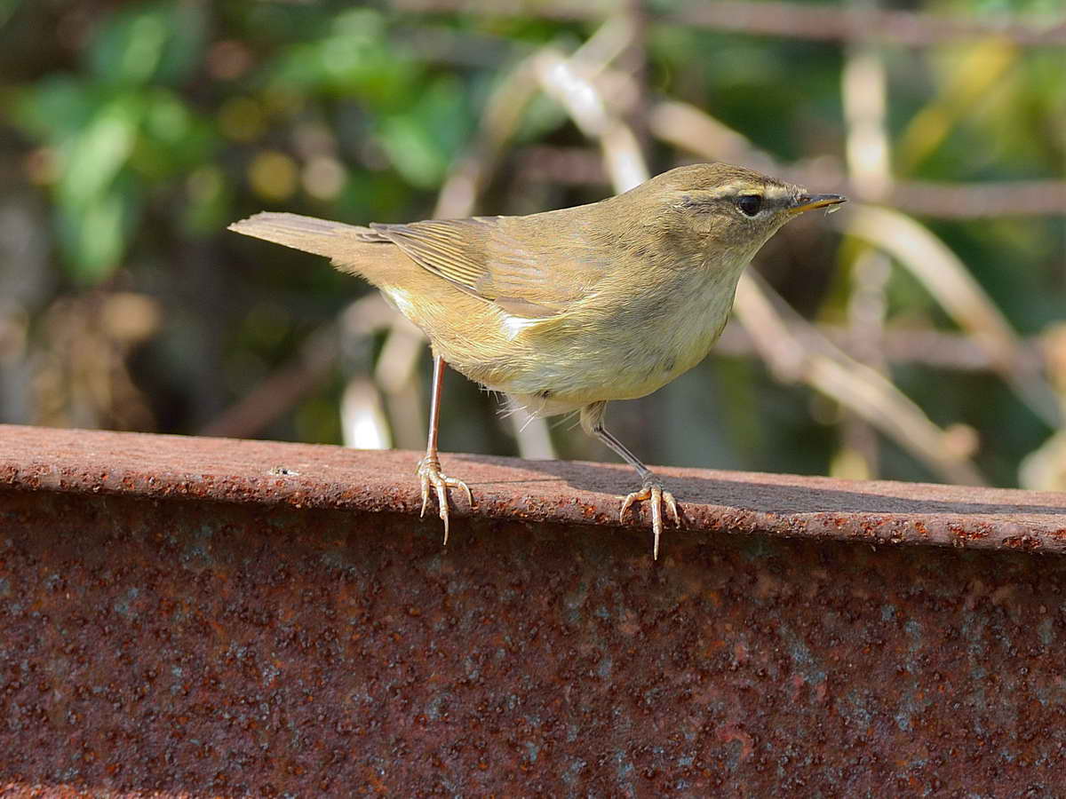 20131101-LV-Warbler1-ID-HKBWS-cntlaw-01.jpg