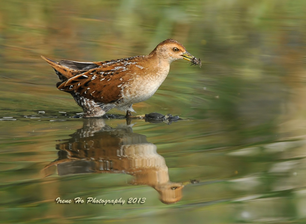 Baillon's Crake1.jpg