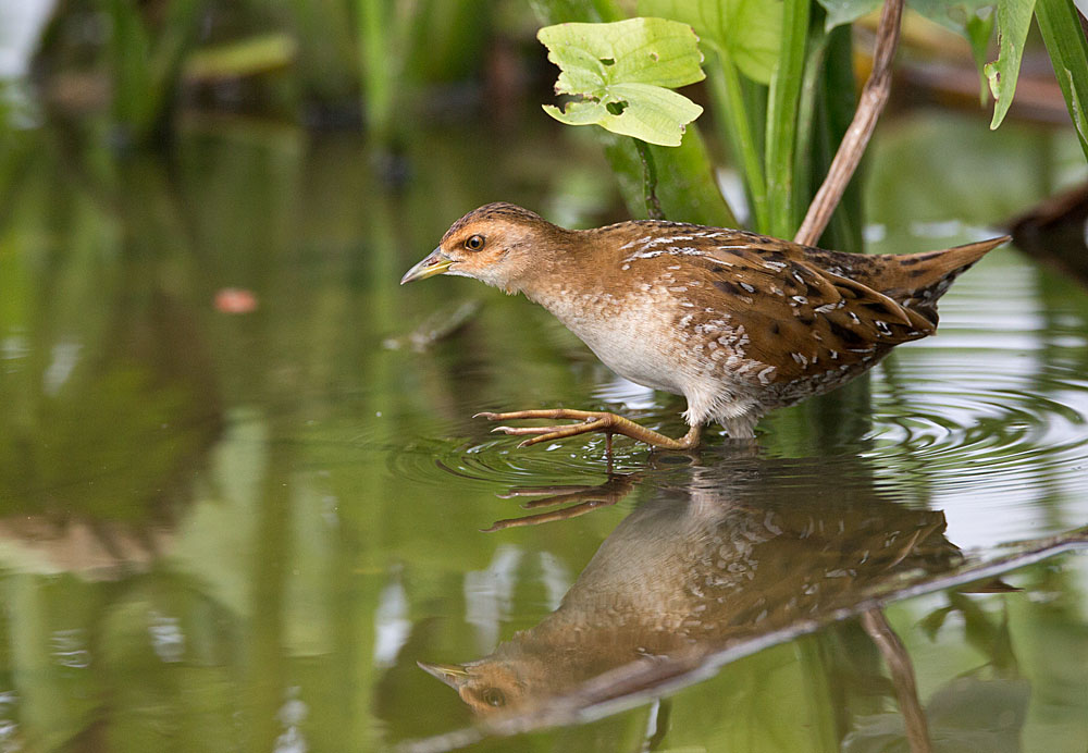 Baillon Crake 5B3C0164.jpg