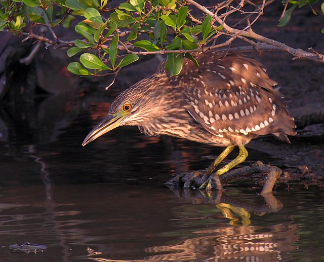 bc night heron.juv DSCN9596.jpg