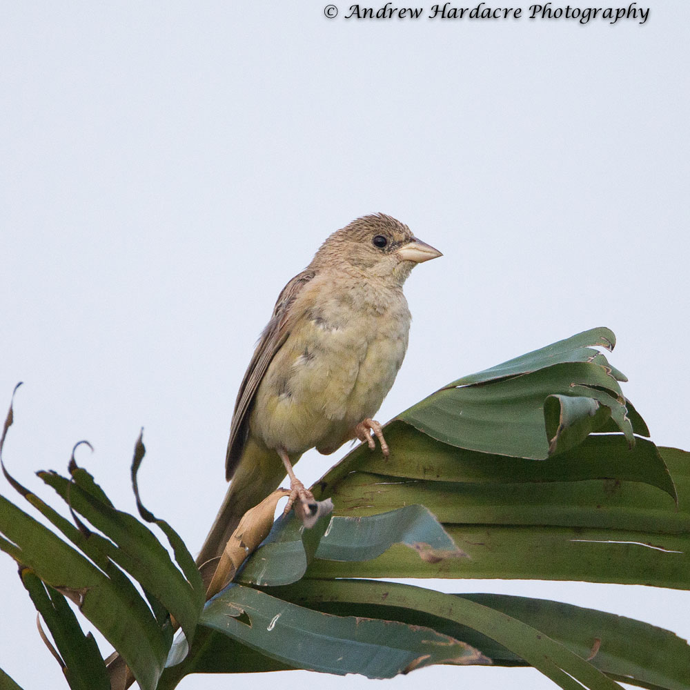 Black-headed Bunting.jpg