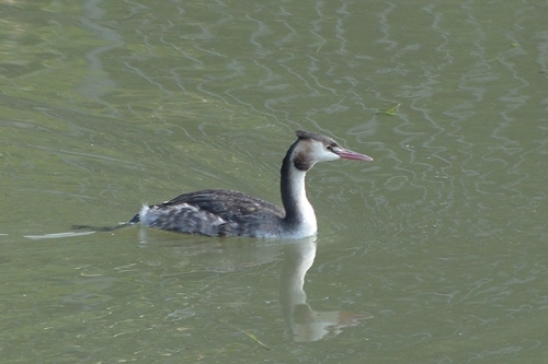 Great Crested Grebe.jpg