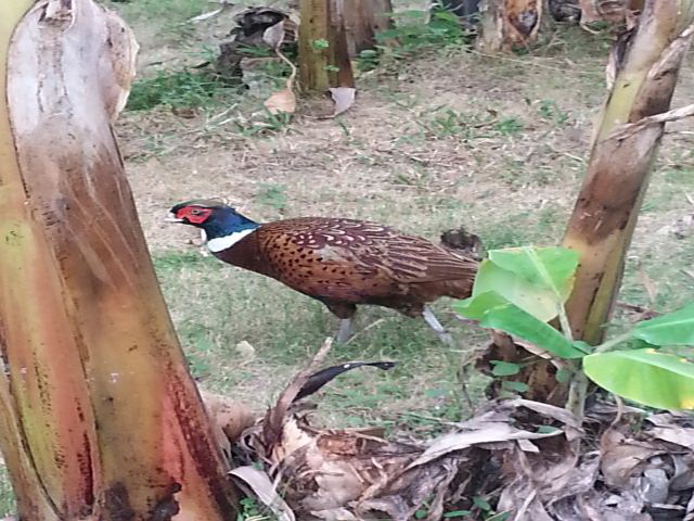 Male Common Pheasant (1).jpg