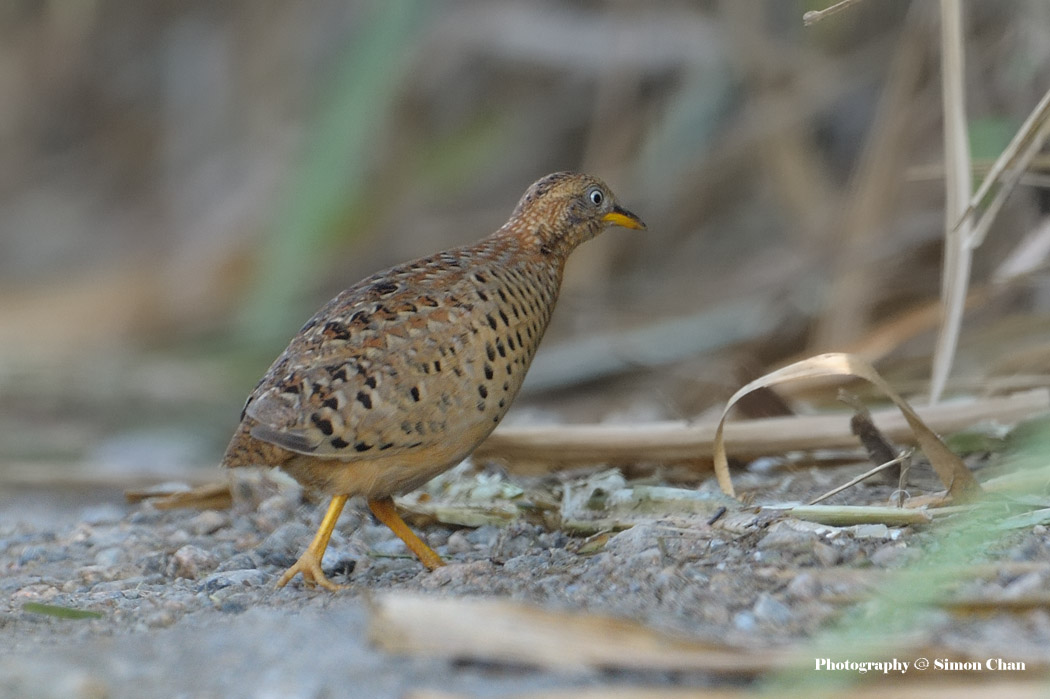 Yellow-legged Buttonquail_2.jpg