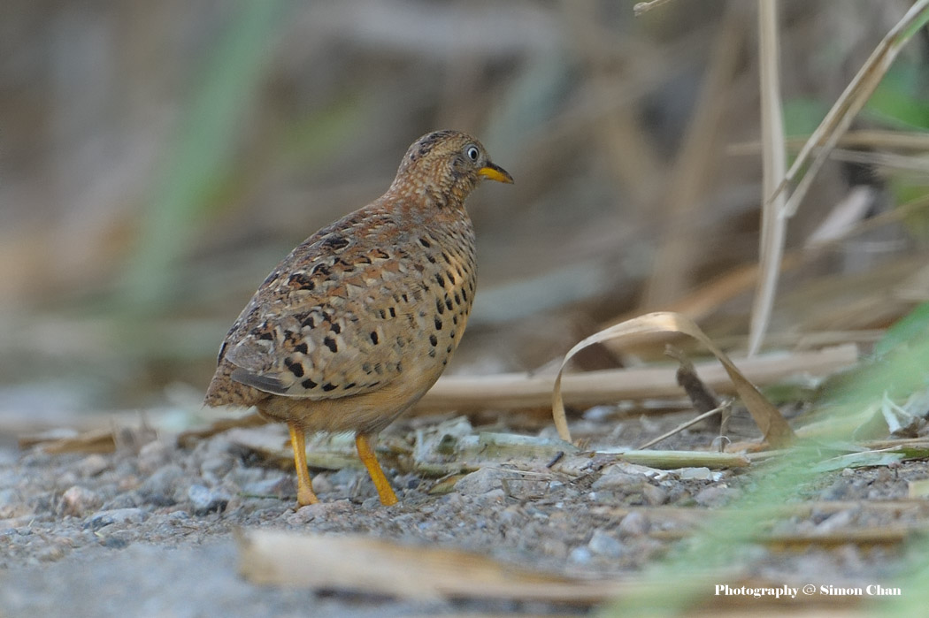 Yellow-legged Buttonquail_1.jpg