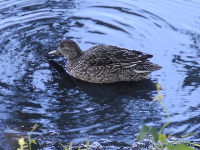 Eurasian Wigeon - Female.jpg