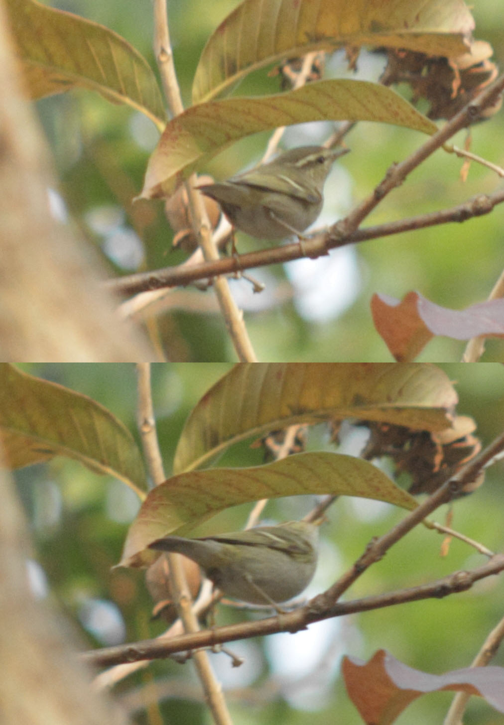 unknown_warbler1.jpg