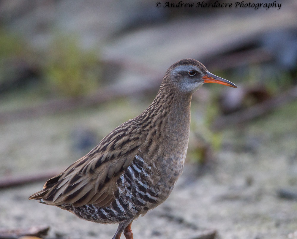 Eastern Water Rail.jpg