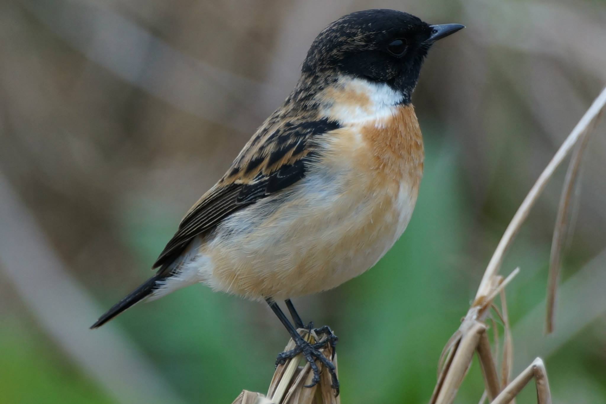 Stonechat2.jpg