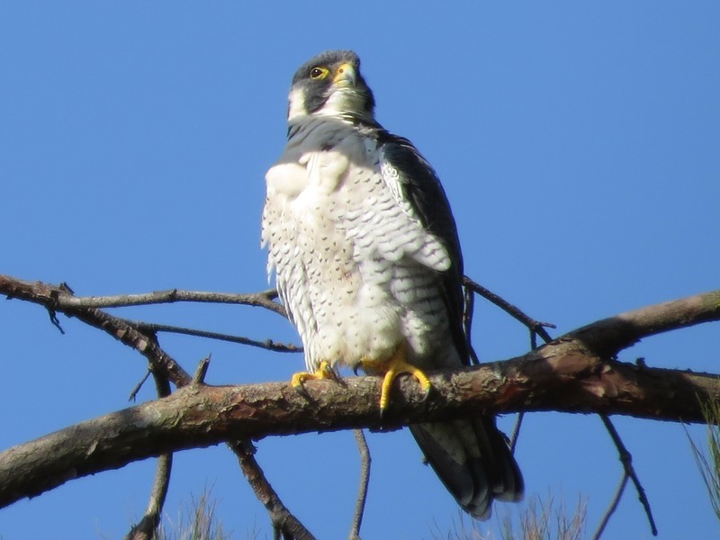 PeregrineFalcon.jpg