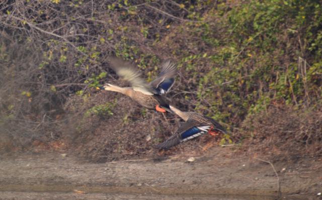 Kinmen Spot-Billed Duck 1.jpg