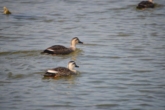 Kinmen Spot-Billed Duck 3.jpg