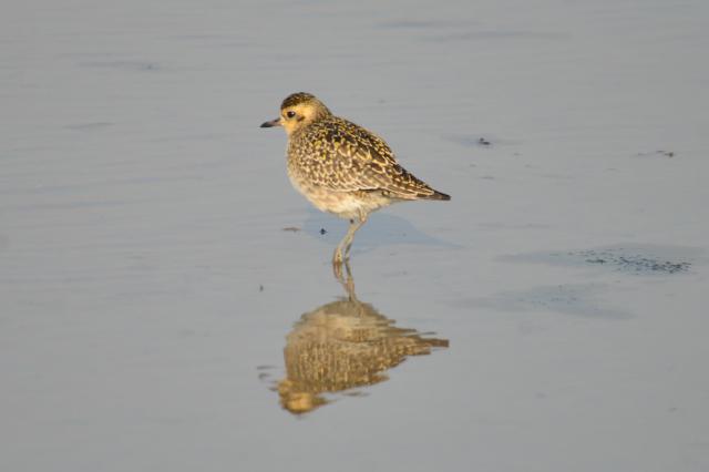 Kinmen Pacific Golden Plover.jpg