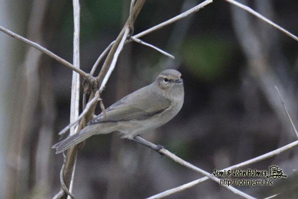 Chiffchaff_jjholmes_b.jpg