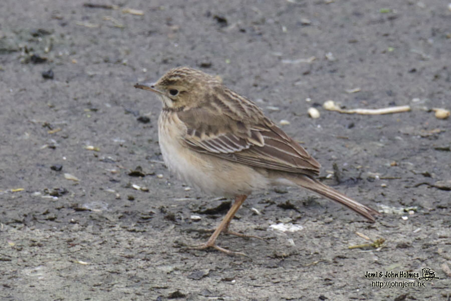 pipit_jjh12.jpg