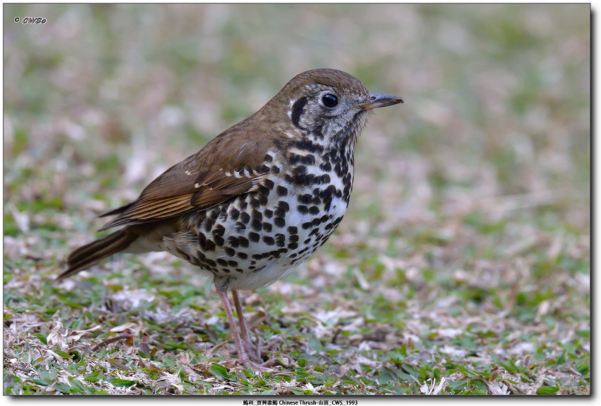 鶇科_寶興歌鶇 Chinese Thrush-山頂_CWS_1993a.jpg