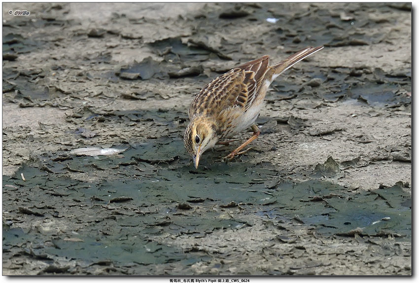 鶺鴒科_布氏鷚 Blyth's Pipit-錦上路_CWS_0624a.jpg