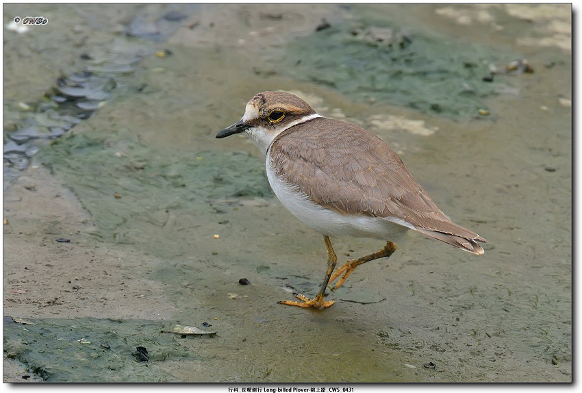 行科_長嘴劍行 Long-billed Plover-錦上路_CWS_0431a.jpg