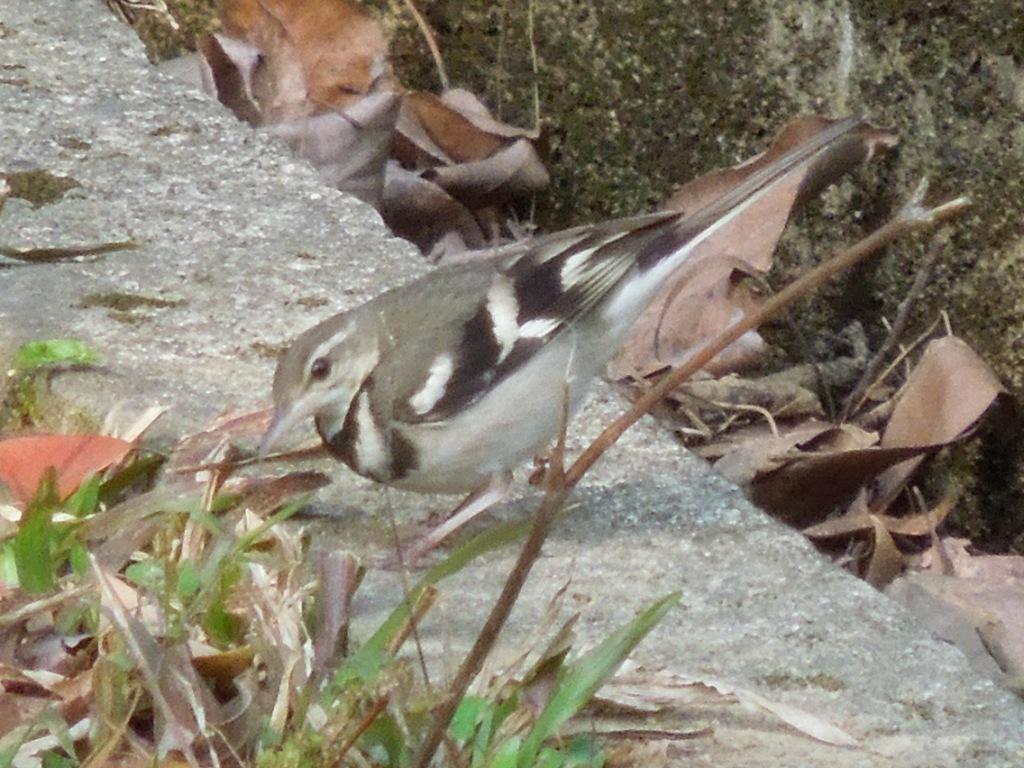 Forest Wagtail.jpg