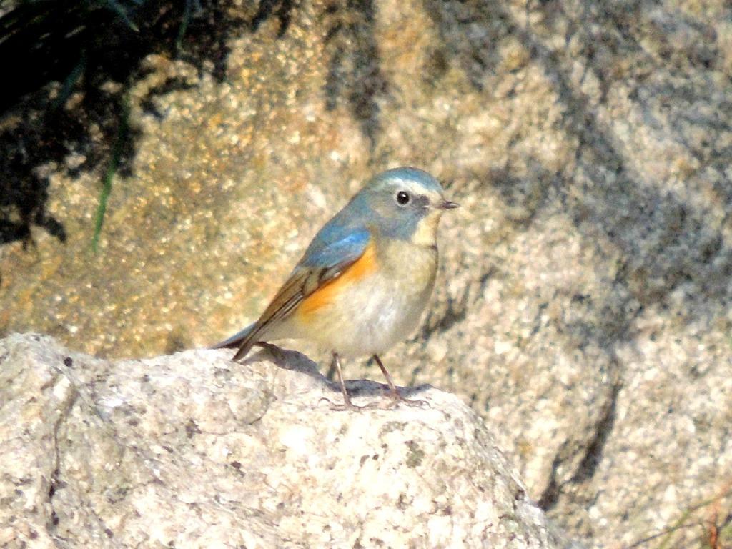 Red_flanked_bluetail.jpg