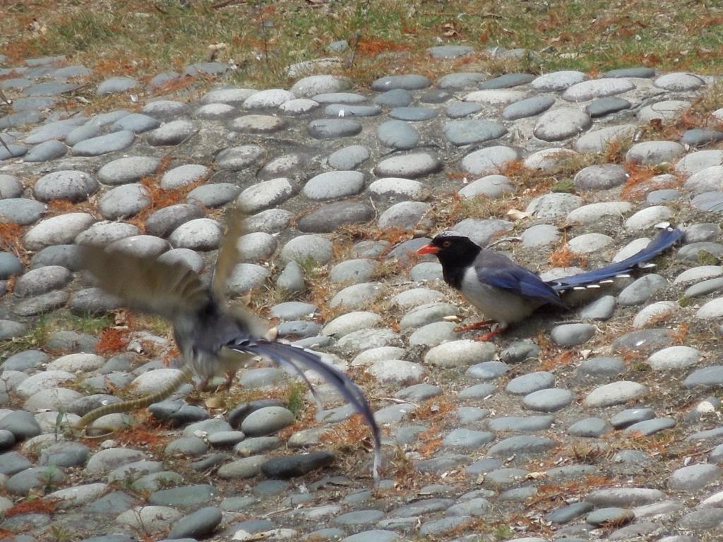 Blue Magpie1.jpg